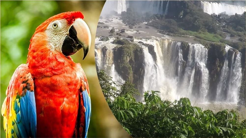 Combo Parque das aves + Cataratas Brasileira