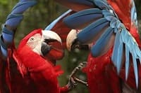 Transporte parque das aves Foz do Iguaçu