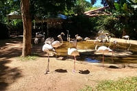 Transporte parque das aves Foz do Iguaçu