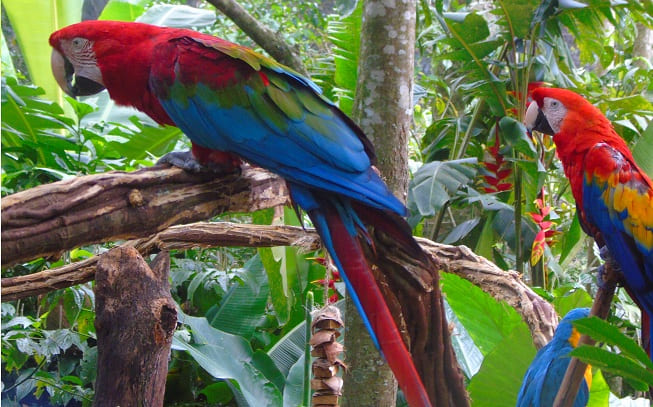 Transporte parque das aves Foz do Iguaçu