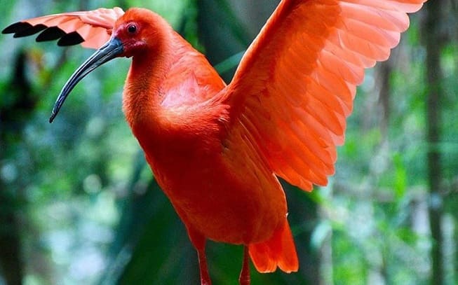 Transporte parque das aves Foz do Iguaçu