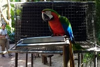 Transporte parque das aves Foz do Iguaçu