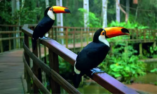 Transporte Parque das aves Foz do Iguaçu